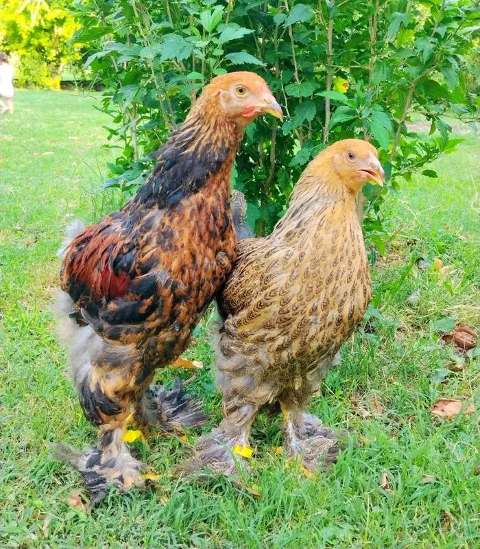 Allevamento a terra di galline ornamentali a Mantova