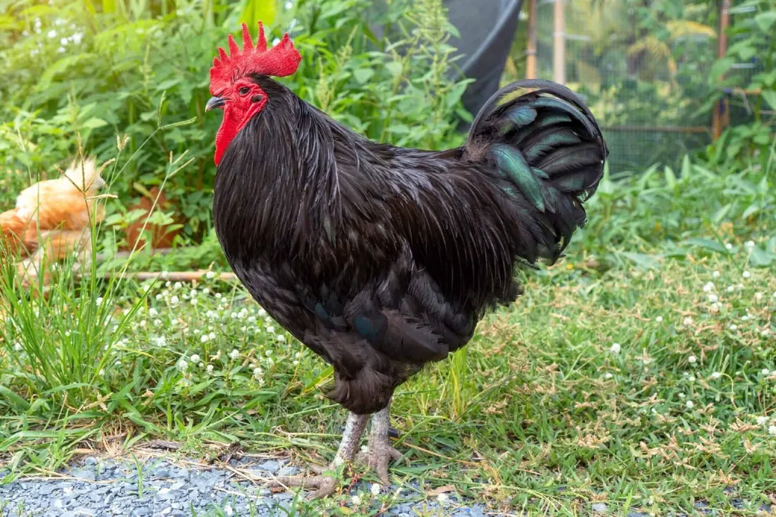 Gallo Australorp nero — allevamento galline ornamentali Mantova