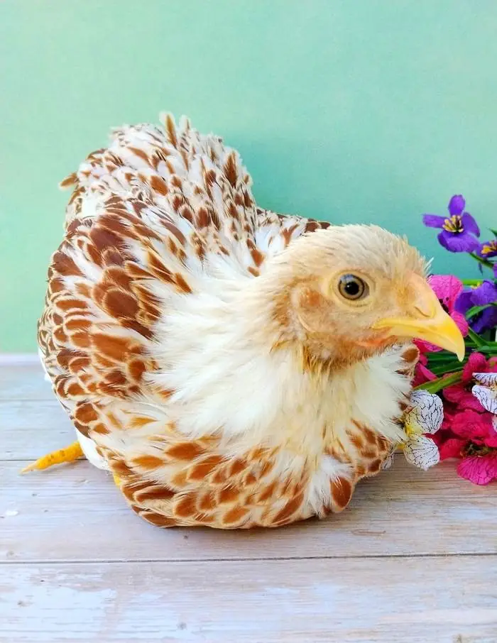 Gallina Wyandotte nane — allevamento galline ornamentali Mantova