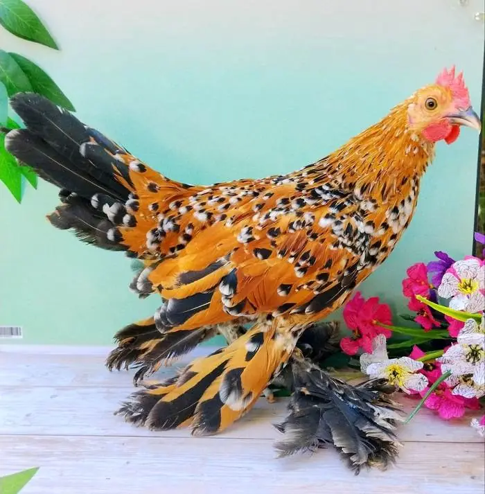 Gallina Sablepoot — allevamento galline ornamentali Mantova
