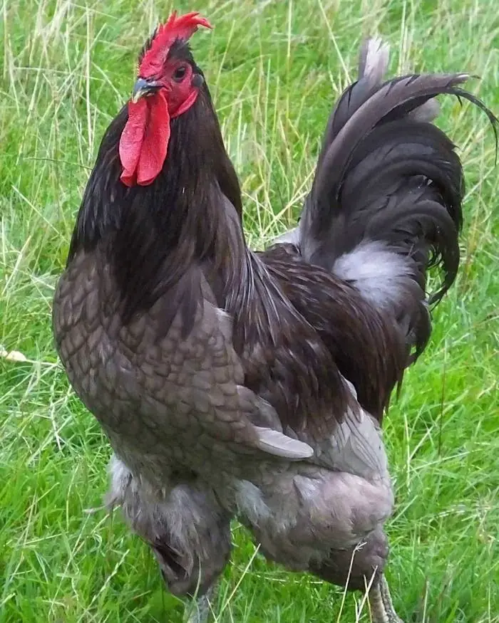 Gallina Jersey Giant — allevamento galline ornamentali Mantova