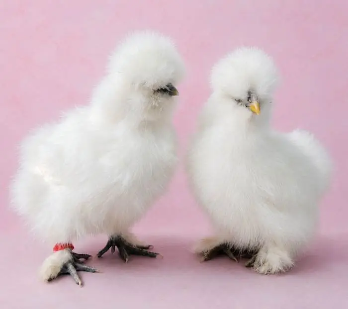 Gallina Moroseta — allevamento galline ornamentali Mantova