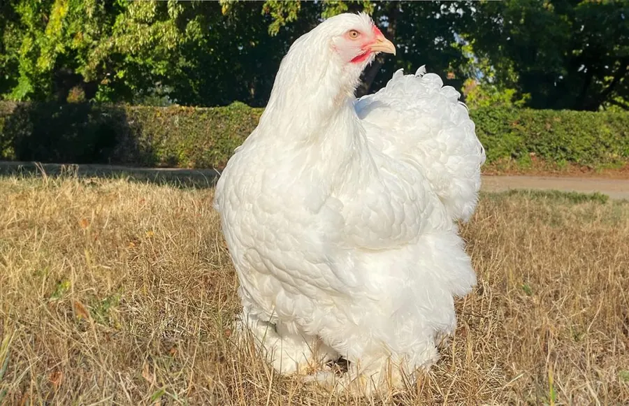 Gallina Cocincina gigante bianca — allevamento galline ornamentali Mantova