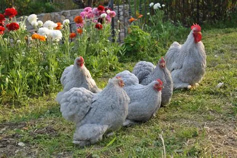 Gallina Cocincina nana — allevamento galline ornamentali Mantova