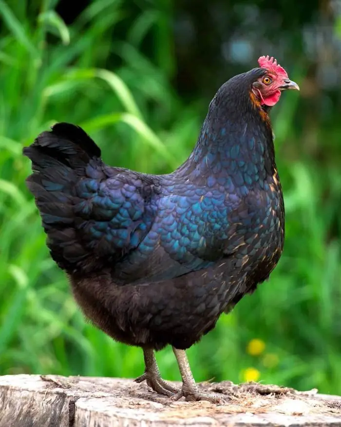 Prenota una visita all'allevamento di galline ornamentali a San Benedetto Po