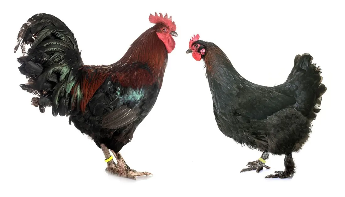 Gallo e gallina Marans — allevamento galline ornamentali Mantova