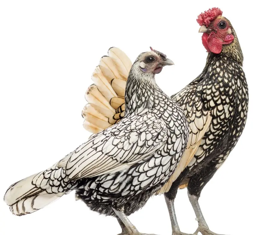 Gallina Sebright — allevamento galline ornamentali Mantova