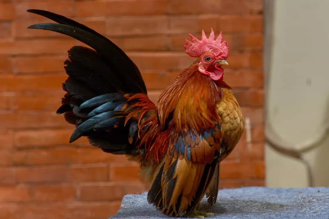 Gallo Serama — allevamento galline ornamentali Mantova